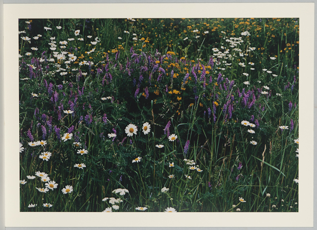 1978-24-g.jpg