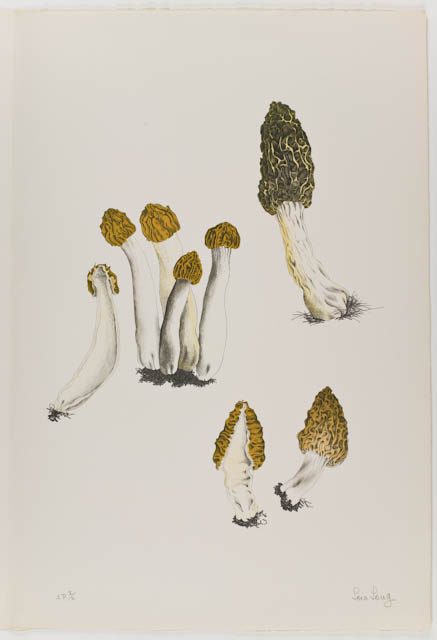 mh_1984_20_1_10_v1.jpg