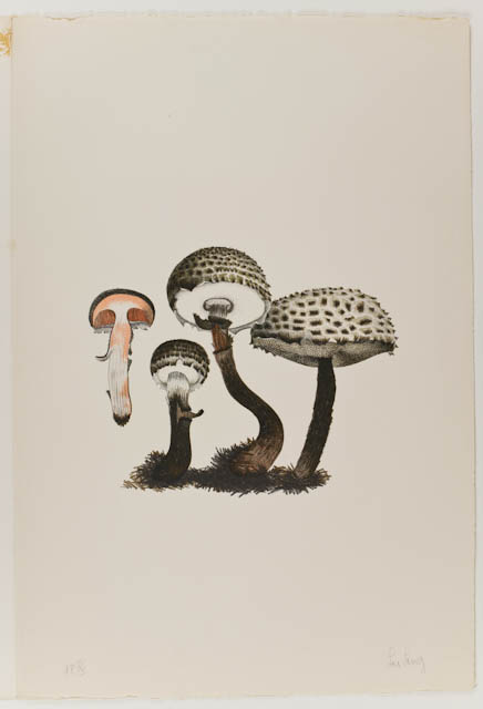 mh_1984_20_1_2_v1.jpg