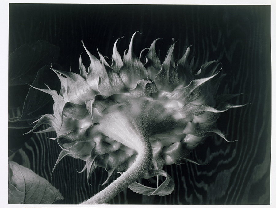 1977_4_5.jpg