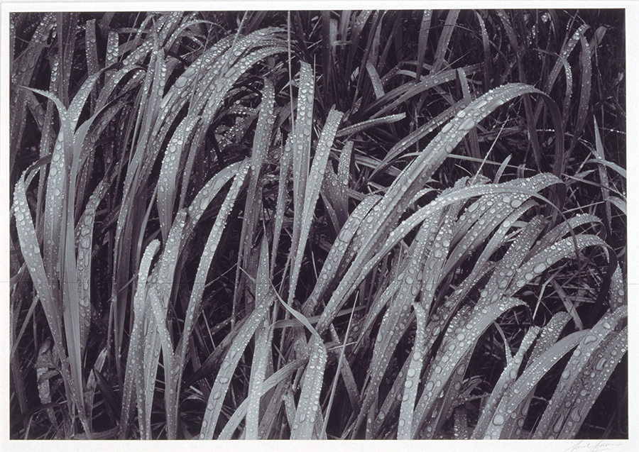 1977_61_1.jpg