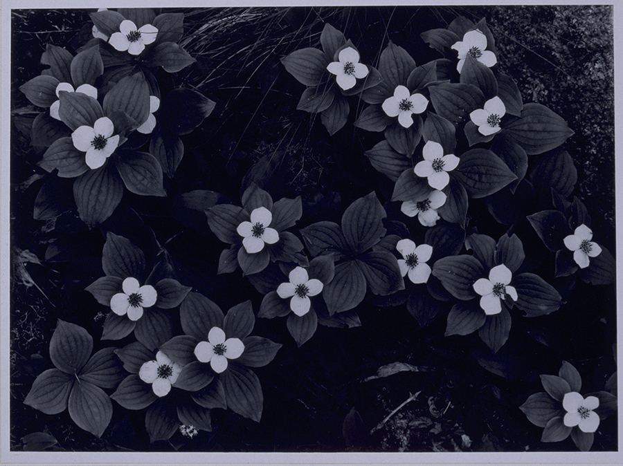 1977_66.jpg