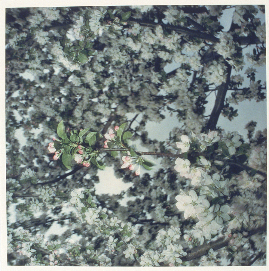 1986_4_3.jpg