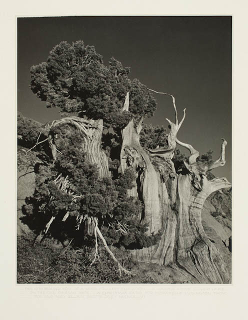 mh_1964_x1_v1_01.jpg
