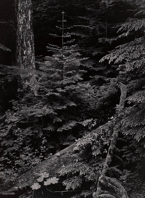 mh_1991_23_1_2_v1.jpg