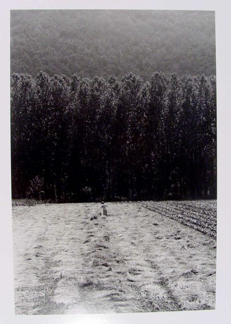 A black and white landscape image showing a field with cut grass in the foreground. A person stands in the center, facing a dense row of tall trees that create a dark line against a lighter hillside background. The texture of the grass is visible, and the trees recede into the distance.