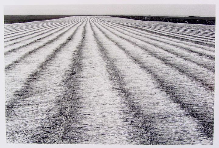 A wide field with rows of harvested crops arranged in parallel lines extending towards the horizon. The ground has a textured appearance in shades of gray, and a cloudy sky is visible above. The lines in the field are distinct and evenly spaced.